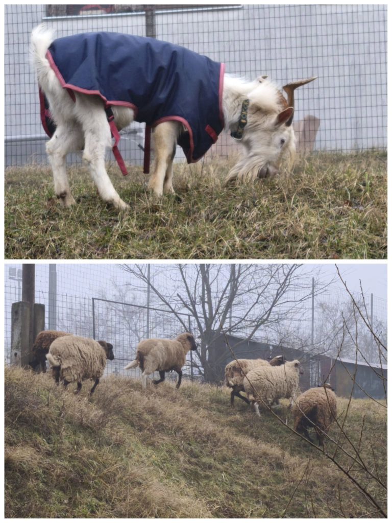 A mogyoródi dzsekis kecske felügyeli a birkákat