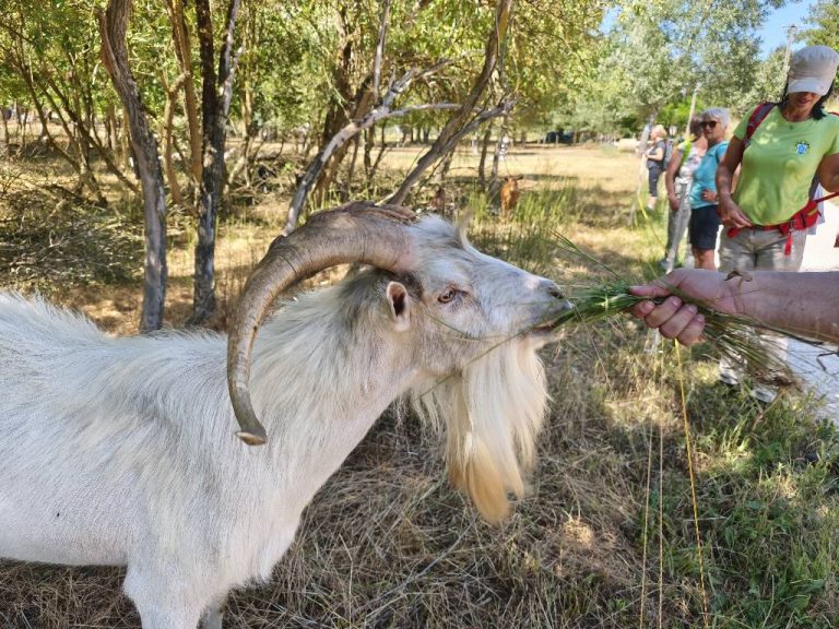 A kecskék etetése most sem maradhatott el