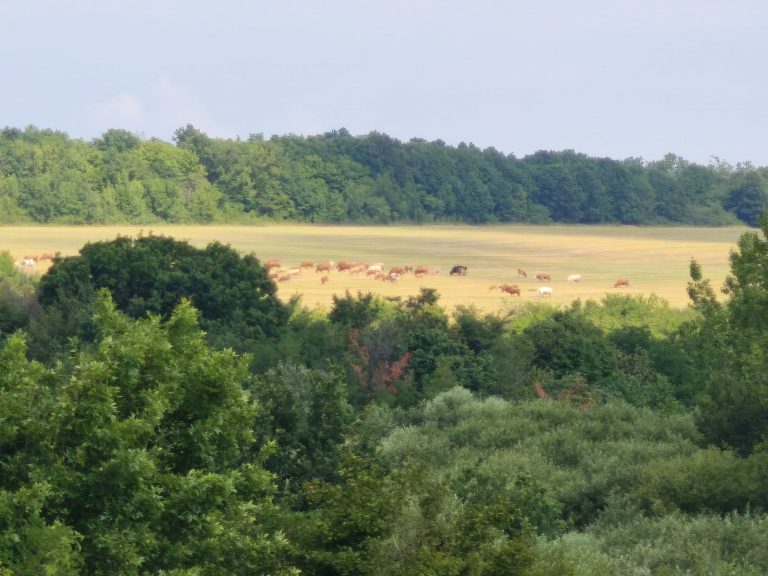 A tehenek a távolban legeltek