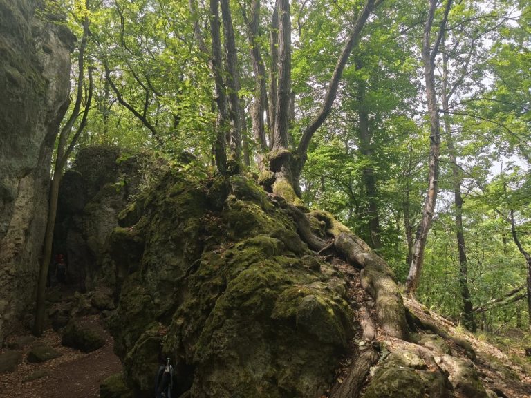 Sziklákból kinövő fatörzsek