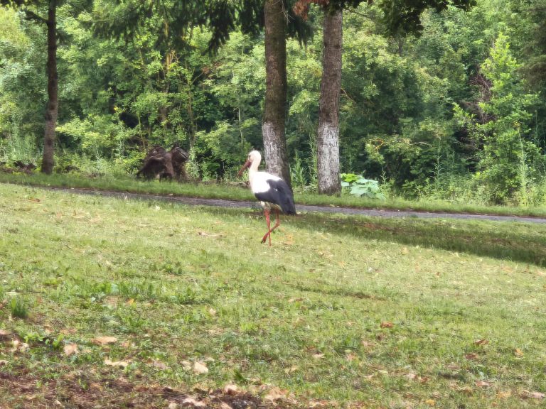 Sétáló gólya gólya a parkban Felsővadászon
