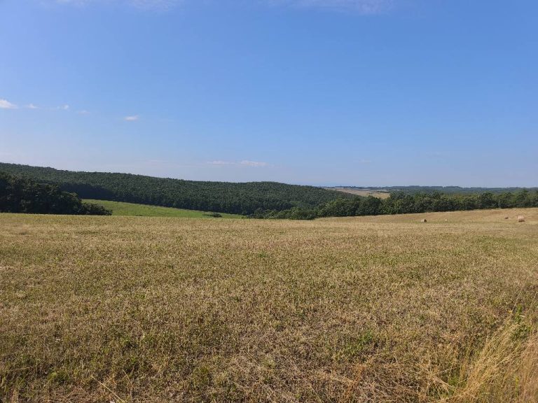Végtelen mezők