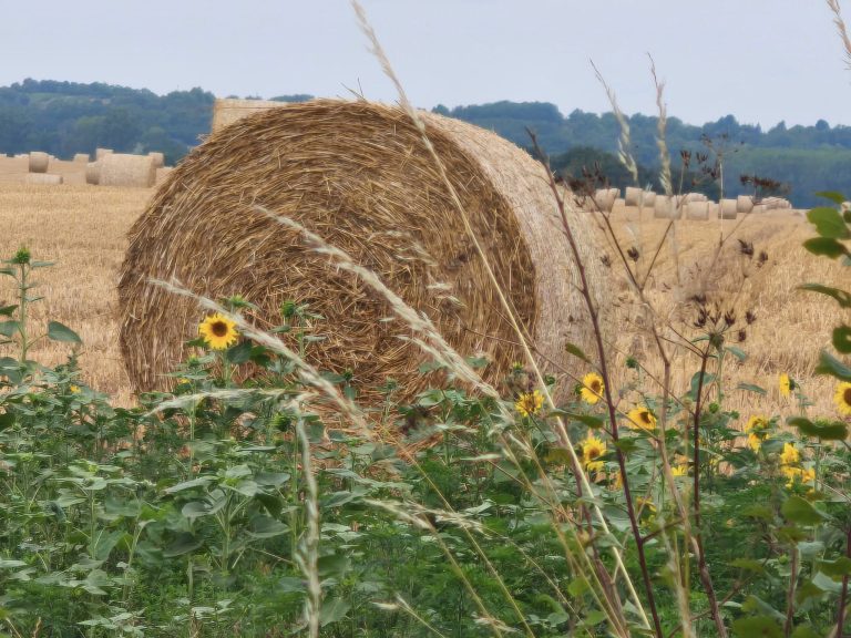 Szalmabála napraforgóval