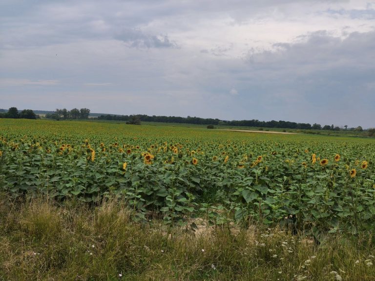 Napraforgótábla