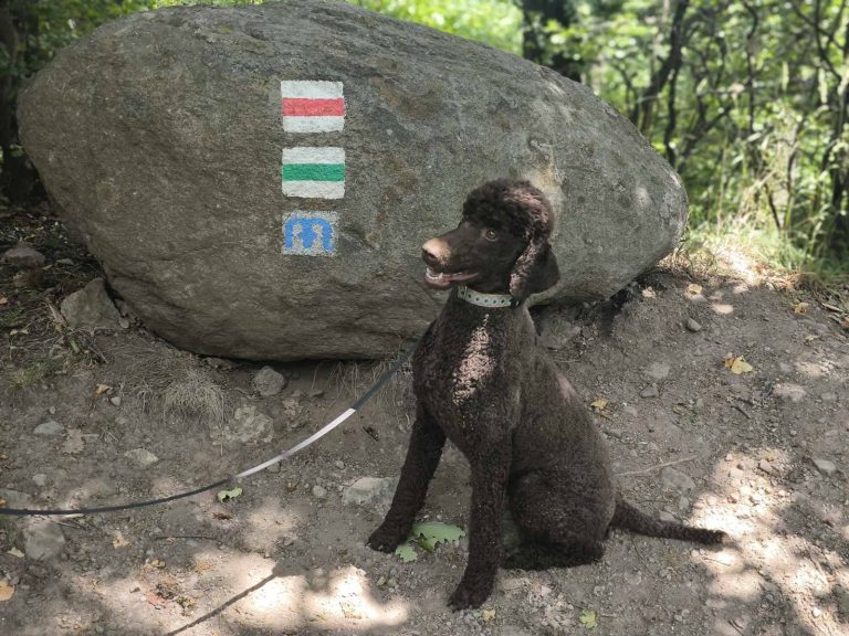 Lujzi is nagyon figyelt
