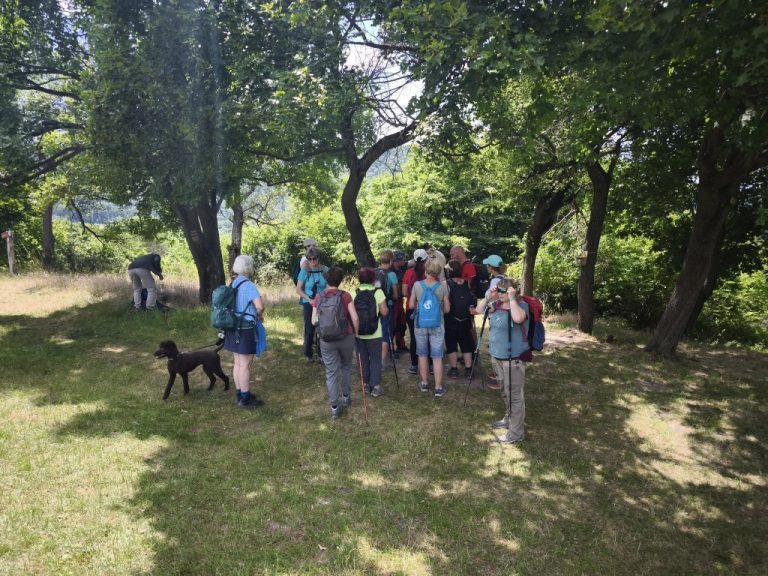 Pálos útjelző és a fán a pecsételőpont
