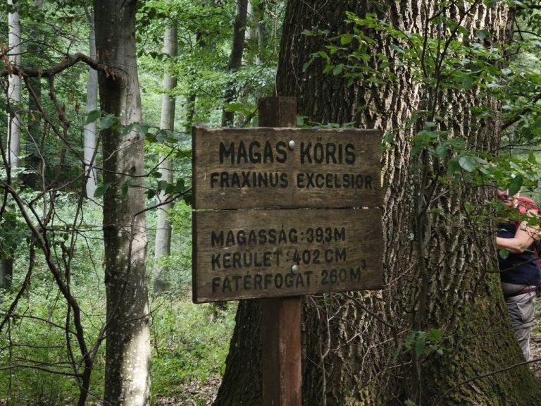 Hatalmas a magas kőris - ahogy a tábla is hirdeti