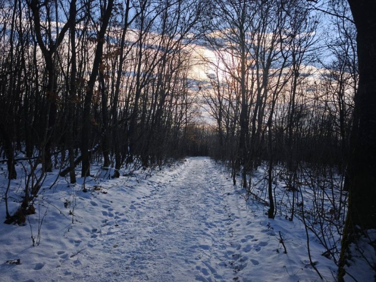 Fényjáték az erdőben - a fotó 10 óra körüli, nem naplementében készült