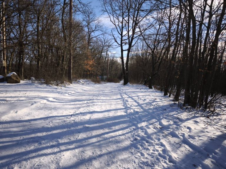 Csend, béke, nyugalom - idilli téli táj az erdőben