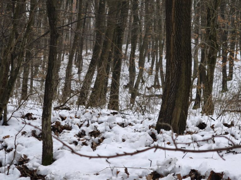 Az egyik legszebb pillanat - muflonok legelésznek nem is olyan messze
