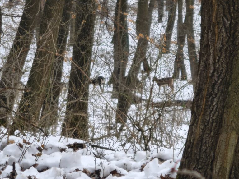 Hosszan figyeltük a muflonokat