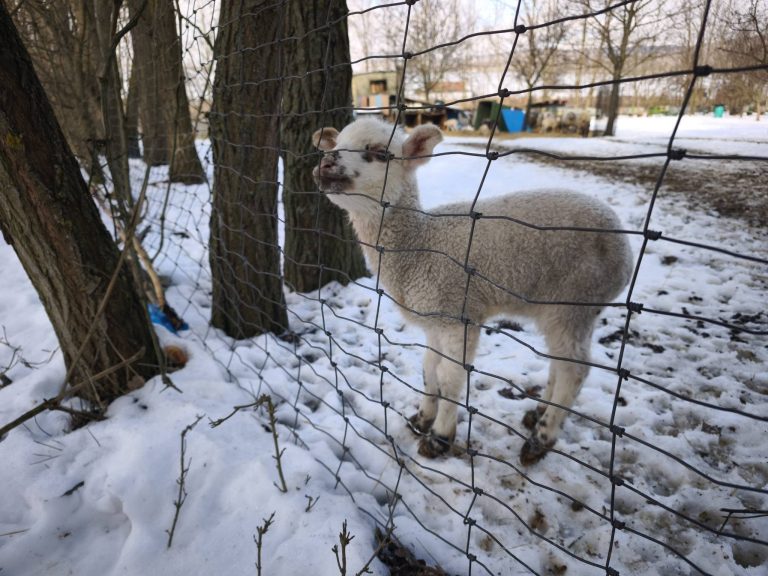 Kisbárány nagy hanggal