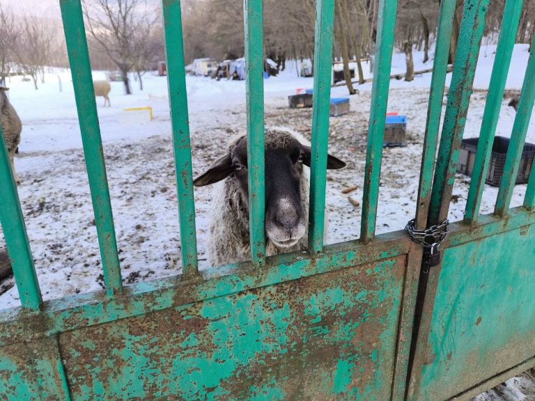 Kérlek, simogass meg!