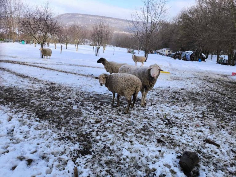 Nézték, hogy mit akarunk a kerítés másik feléről