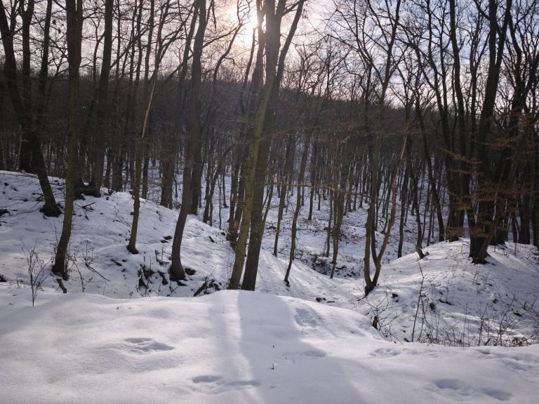 Ismét beértünk az erdőbe