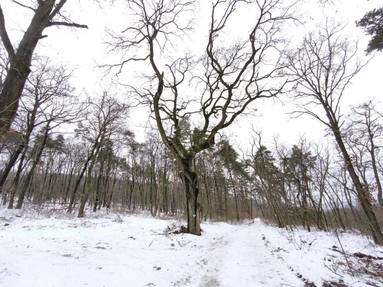 Hatalmas fa uralja a tájat