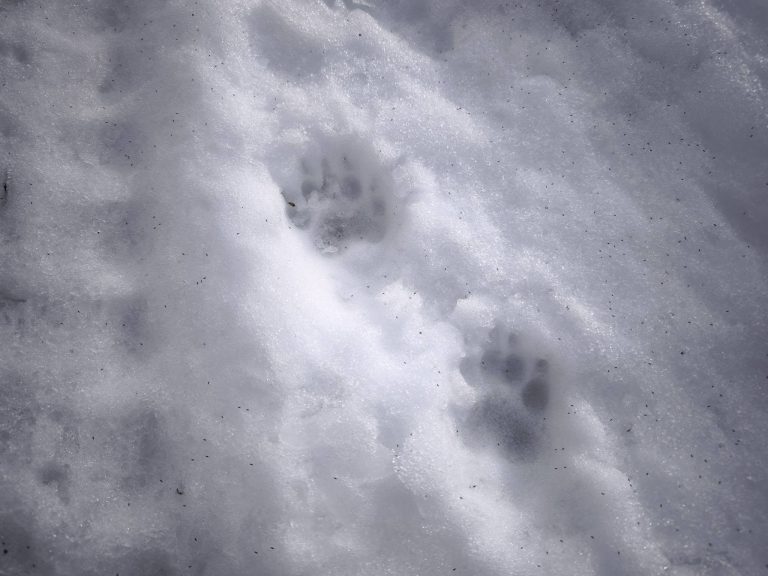 Nem pihennek az erdő lakói. Erre éppen egy borz járt korábban