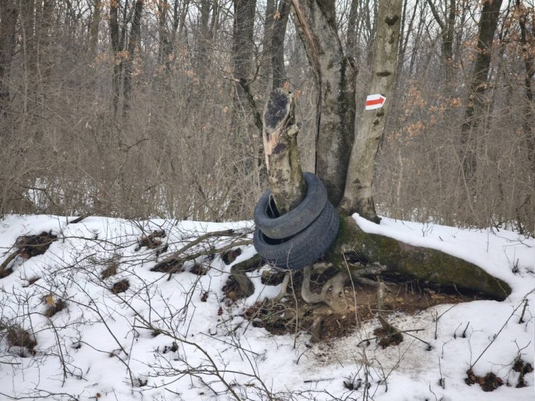 Nem simán otthagyták az autógumit 😡 Még arra is volt energiájuk, hogy feltegyék a csonka fatörzsre. Mert kevésbé valószínű, hogy óriásgyerekek játszottak célbadobást