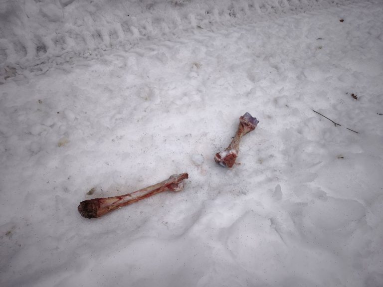 A csontok elég frissnek tűntek, de semmi más nyom nem utalt arra, milyen állat lehetett és hol volt a "tetthely"