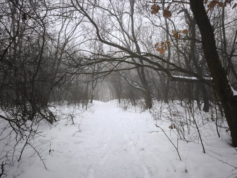 Ködös erdő sok hóval