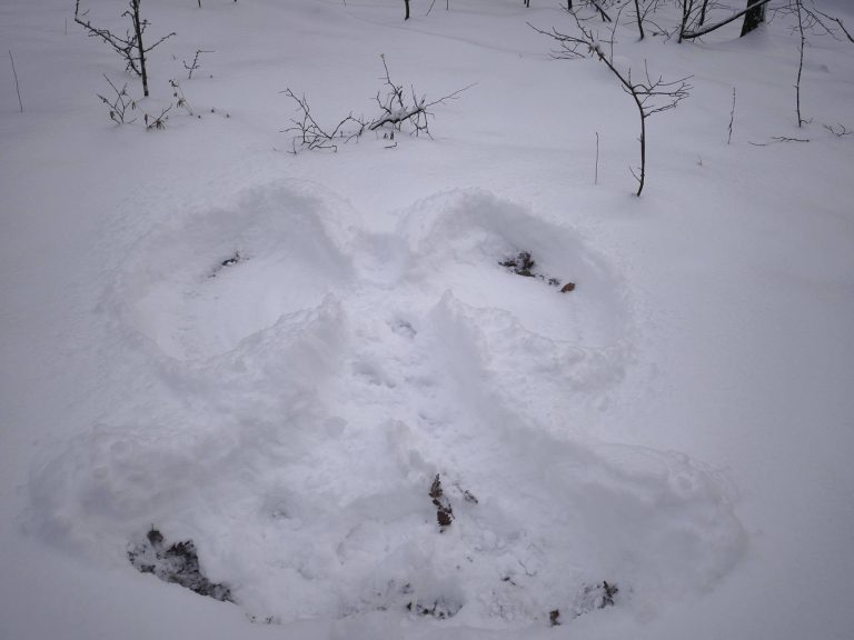 Hóangyal - vajon hogy került ide?