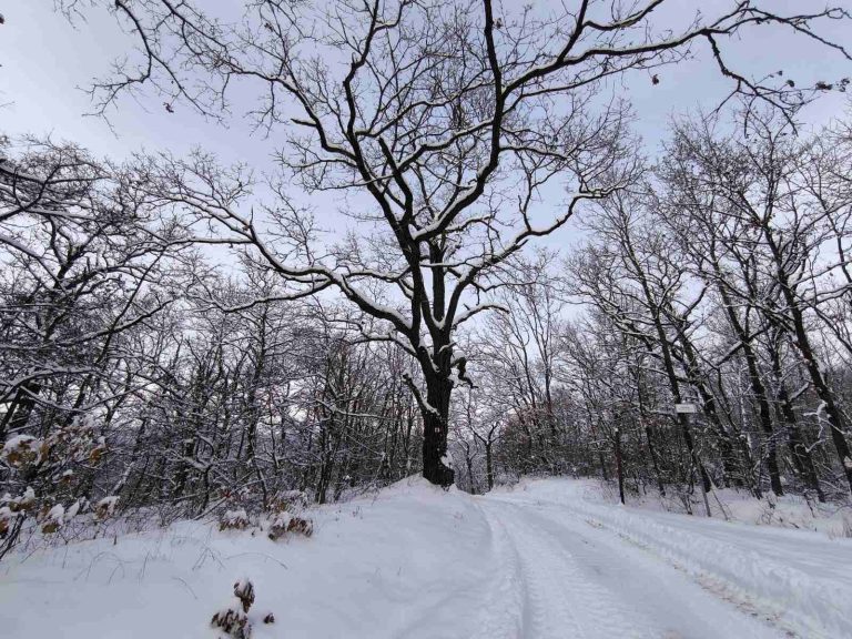 Hatalmas, behavazott fa az út szélén