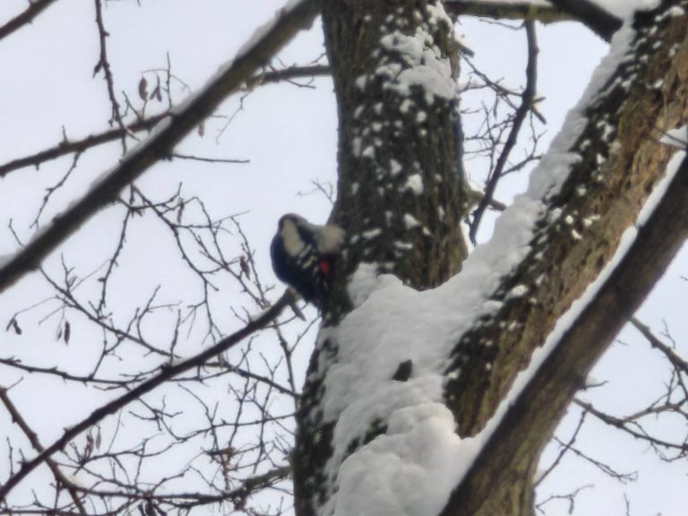 Sajnos nem lett éles a kép, de azért sikerült megörökíteni