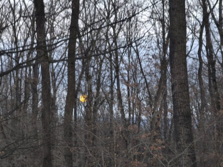Felkelő Nap korongja a fák között