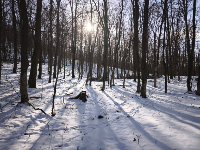 Napsugarak az erdőben