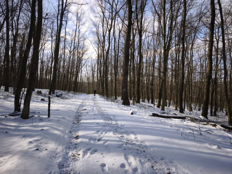 A téli, havas erdő önmagában gyönyörű