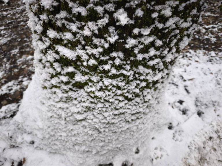 A hó a fa kérgén is érdekes mintákat alkot