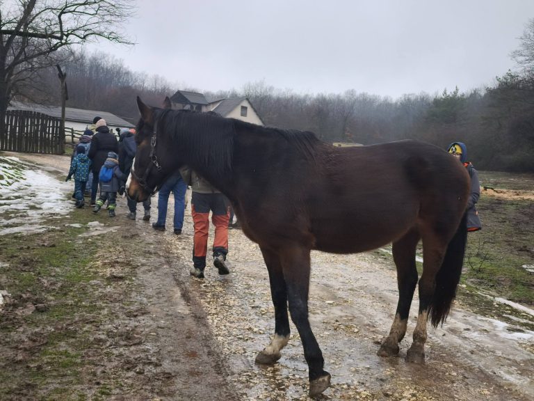 Szabadon mászkált két ló. Nagyon barátságosak voltak