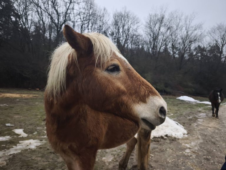 És érdeklődtek, mit keres arra ennyi ember