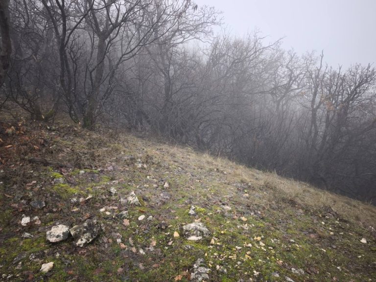 Ködbe burkolózó hegyoldal