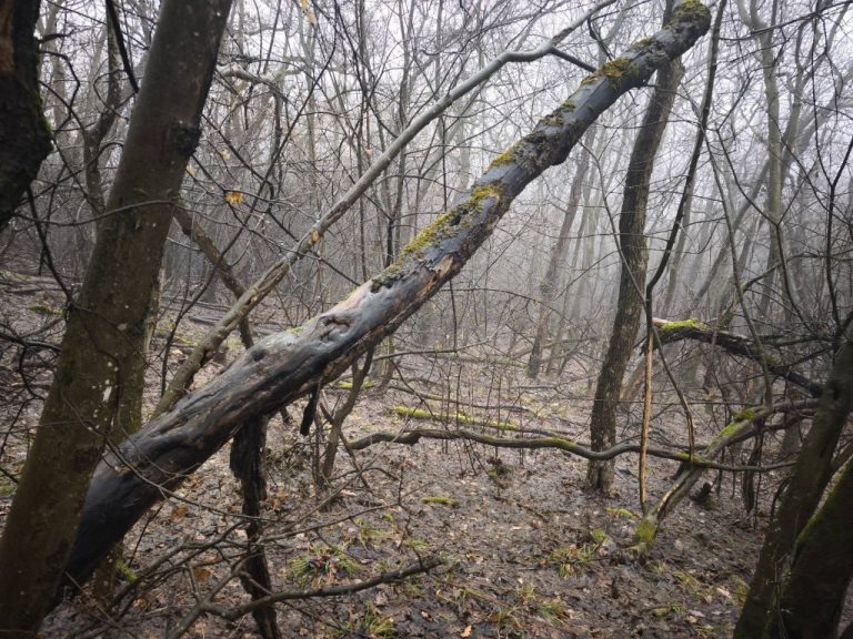 Pilisi erdőrészlet