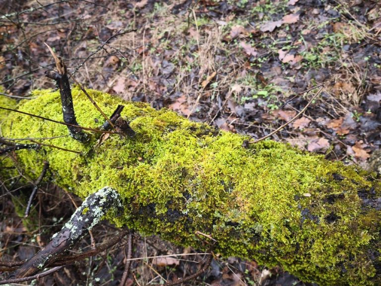 Mohával borított fatörzs