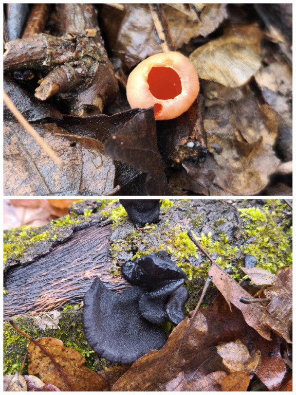 Előbújtak a gombák is