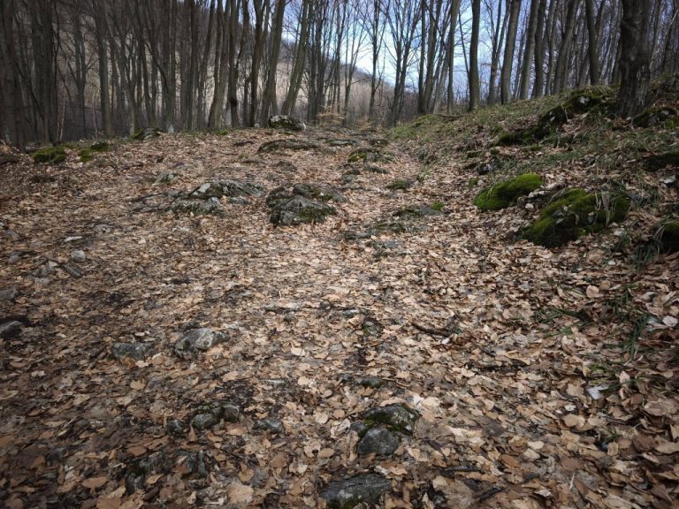 Megbújnak a kövek az avar alatt