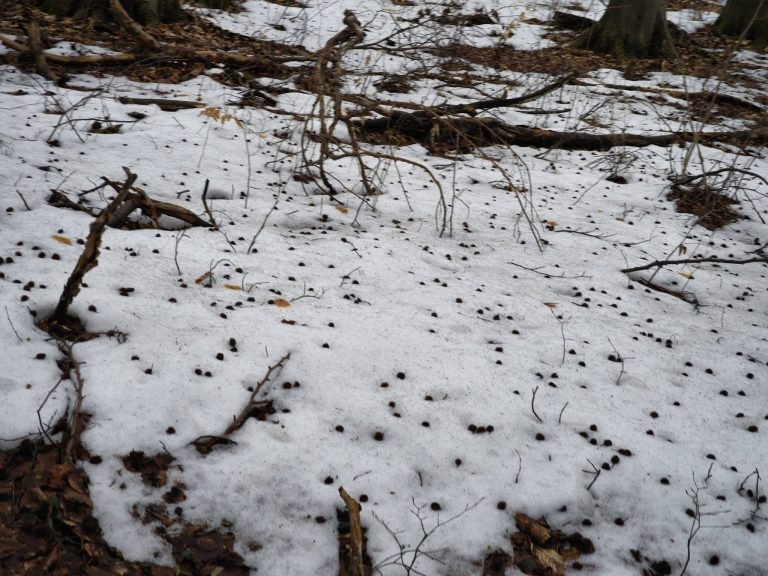 Bükkmakk pettyezi a havat