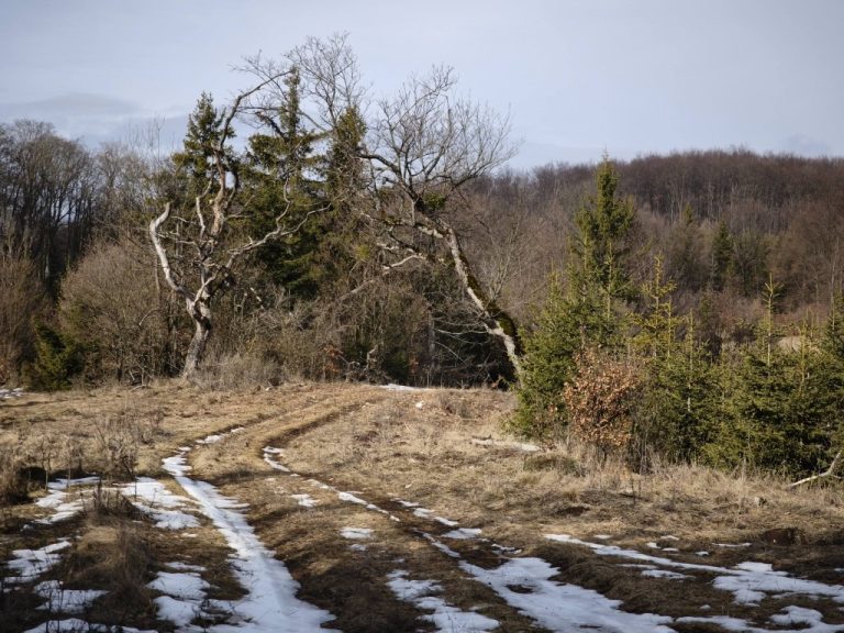 Két őrt álló fa képez kaput az úton