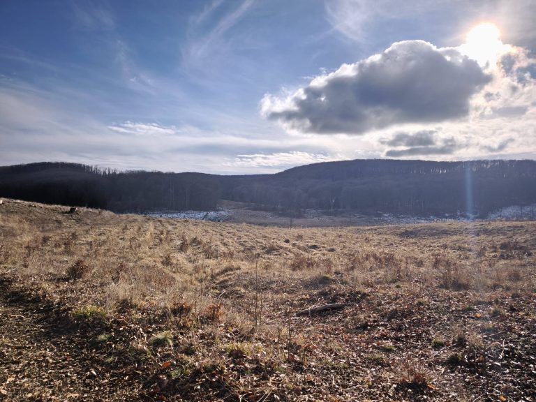 A pár éve leégett erdő helye