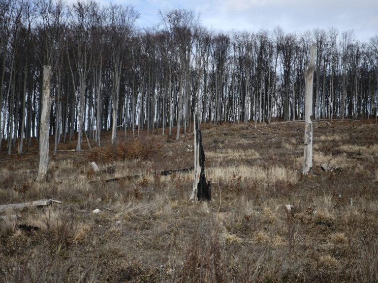 Üszkös csonkok emlékeztetnek a tűzre