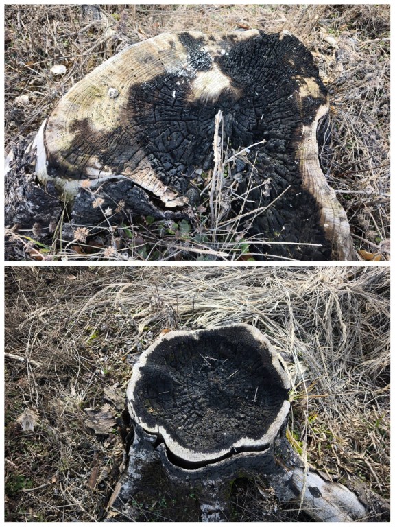 Elszenesedett tönkök