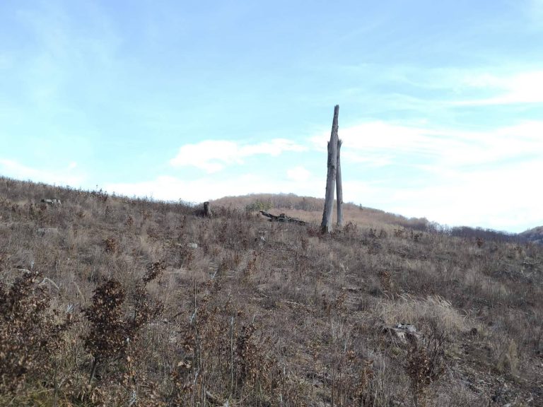 Magányos fa a leégett erdő helyén