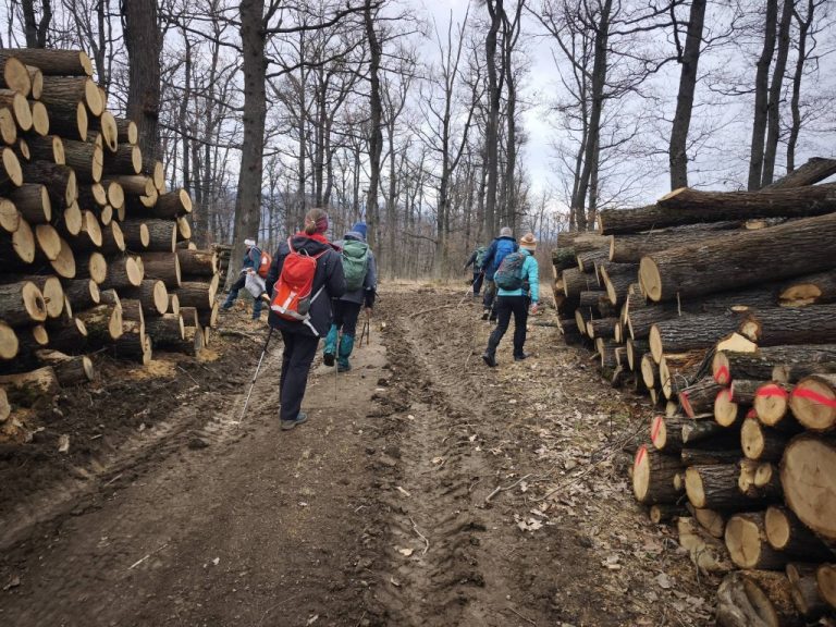 Nagy halomba rakott farönkök