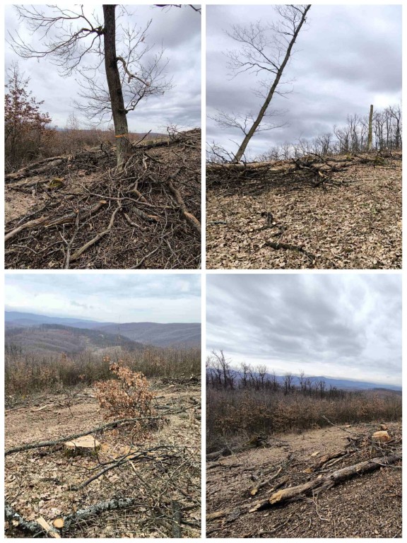 A fakitermelés nyomai még frissek