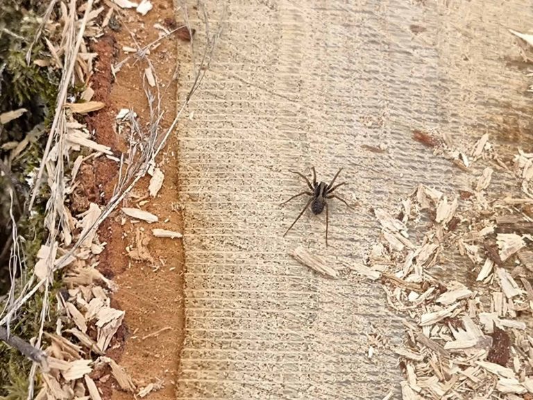 Ez a pók kihasználta a felmelegedést és útnak indult