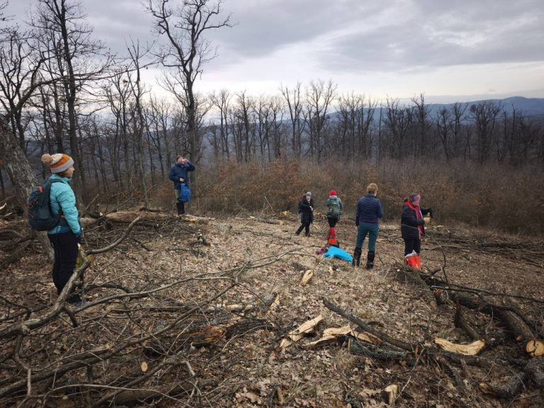 Szemlélődés a kivágott erdőrészen