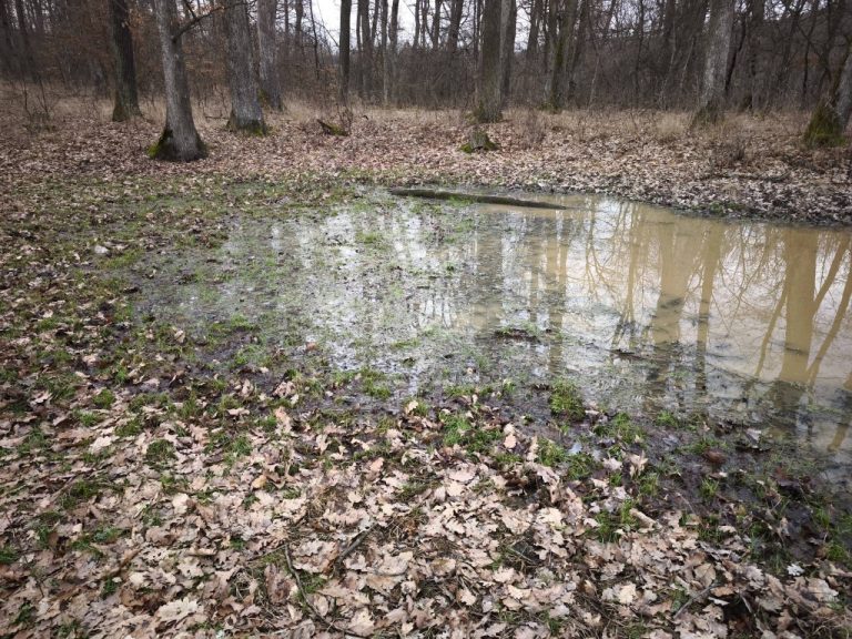 Erdei pocsolya vagy vaditató