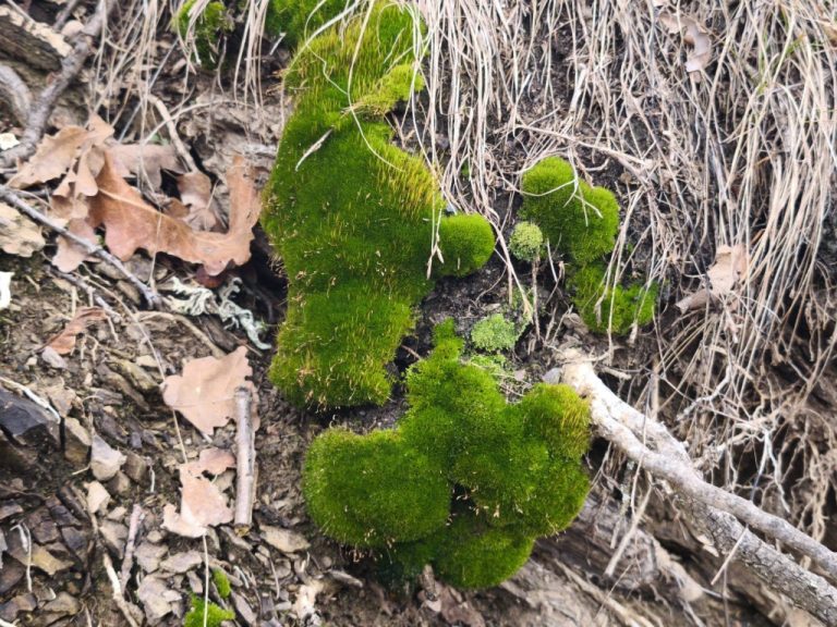 Harsányzöld moha az avarban